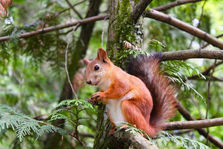 Tennenbronn Eichhörnchen